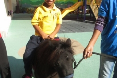 Farm Animals In Our Garden (Reception Classes) 14th Jan 2016